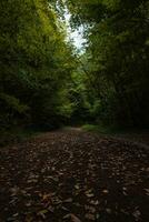 Forest and trail with fallen leaves from ground level. photo