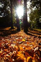 Fall vertical background photo. Fallen brown leaves on the forest ground photo