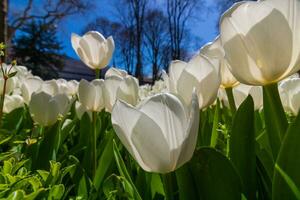 blanco tulipanes en enfocar. tulipán florecer en el primavera foto