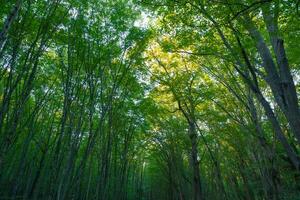 Tall trees in the forest. Lush forest background. Carbon net zero concept photo