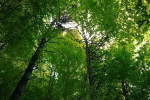 Lush green forest view from inside. Low angle shot of trees. photo