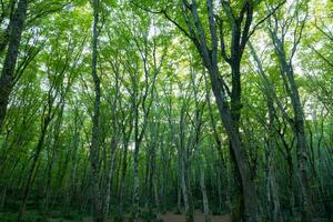 Forest view with tall trees. World Environment Day or Earth Day background photo