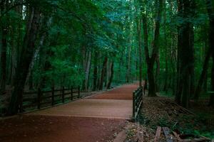 Belgrad forest in Istanbul. Jog or walk trail in the forest photo