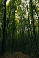 Moody forest background photo. Tall trees in lush forest. photo