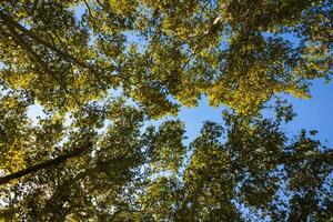 Trees from below in wide angle view. Forest or carbon net zero background photo