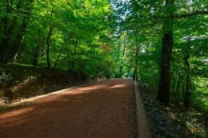 Jogging or hiking train in the forest. Healthy lifestyle background photo