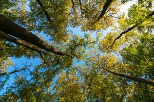 Wide angle view of tall trees from below. carbon net zero concept photo