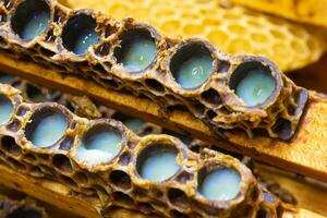 Royal jelly. Opened queen cups full with royal jellies in focus photo