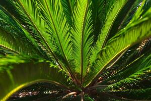 sagú palma o cycas revoluta hojas. decorativo plantas. foto