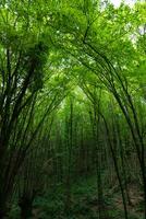 Lush green forest view. Carbon neutrality concept vertical background photo