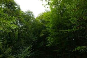 Lush forest view. Carbon net zero or carbon neutral concept photo. photo