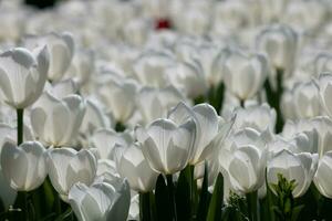 blanco tulipanes en lleno marco vista. primavera flores antecedentes foto