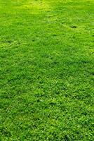 Meadow or field or yard background photo. Green grasses in vertical view photo