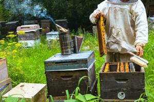 A beekeeper holding a frame of honeycomb with a bee smoker and beehives photo