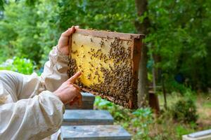Beekeeper or apiarist looking and pointing a honeycomb frame in apiary photo