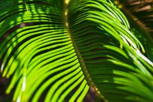 Sago Palm or Cycas Revoluta leaves. Decorative plants photo