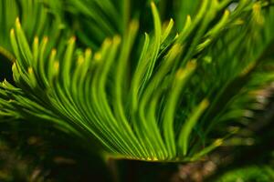 sagú palma hojas en enfocar. cycas revoluta hojas. foto