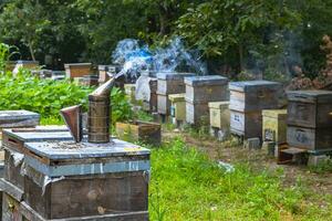 Apiculture or beekeeping background photo. A bee smoker on the beehive photo