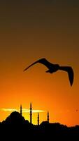 Ramadan or islamic vertical photo. Suleymaniye Mosque and seagull. photo