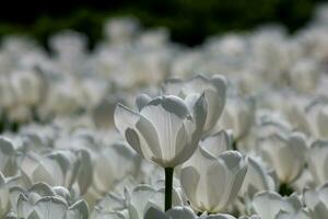 blanco tulipán en atención en el tulipán campo foto