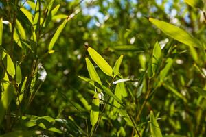 Bamboo leaves. Bamboo leaf in focus. Decorative plants photo