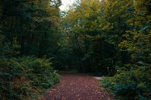 Path in the forest in the autumn. Moody forest view photo