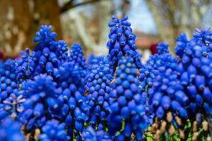 uva jacintos o muscari armeniacum en enfocar. foto