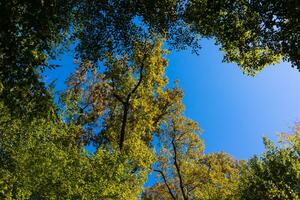 Forest view from low angle. Trees at sunset. Carbon net zero concept photo