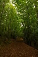 Polonezkoy Nature Park and jogging or hiking path in vertical view photo