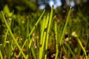 Grasses in focus. Earth Day or World Environment Day concept photo. photo