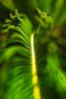 Blurry or defocused sago palm leaves background photo