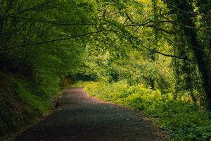 Path or trail in the forest in the autumn. photo