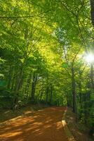 Belgrad forest in Istanbul. Jog or hike trail in the forest. photo