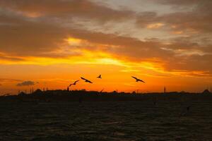 Silhouette of Istanbul. Seagulls and Istanbul view photo