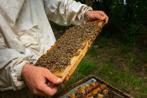 A honeycomb frame on the beekeeper's hands. Apiculture or honey production photo