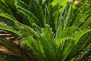 cycas revoluta o sagú palma o japonés cícadas planta foto