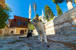 Stray cats and Atik Valide Mosque in Uskudar Istanbul photo