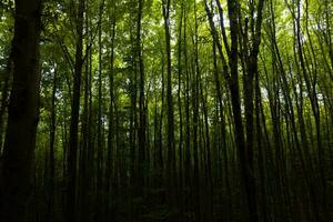 Silhouette of trees in dark forest view. Moody forest. photo