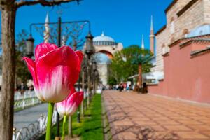 Istanbul view in the spring. Tulip and Hagia Sophia photo