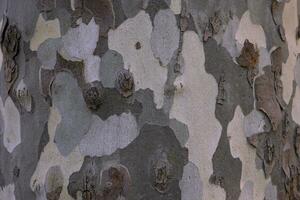 Plane tree bark texture. Bark abstract background photo