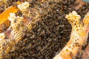 Apiculture or honey production background photo. Inside of a beehive in focus photo