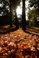 Fall background vertical photo. Brown leaves on the ground in the forest photo