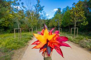 Multicolored fallen leaves on the woman's hand in focus against the forest photo