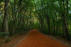 Belgrad Forest Buyubent jogging trail in Istanbul. photo