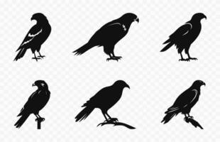 halcón pájaro siluetas vector colocar, halcón aves negro silueta colección