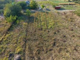 Vegetable garden in September. Dry grass in the garden and fruit trees on the plot. photo