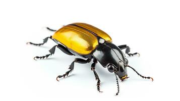 AI generated Photo of Beetle isolated on white background. Generative AI