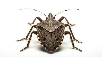 AI generated Photo of Stink Bug isolated on white background. Generative AI