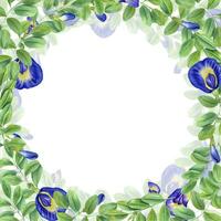 Climbing blue flower wreath. Green leaves, buds. Blooming Asian plant. Butterfly pea flower. vector