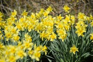 Blooming buds of daffodils in flower bed. photo